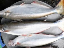 Mua cá Bông Lau mua ở đâu