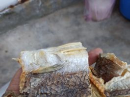 ca moi kho gia bao nhieu