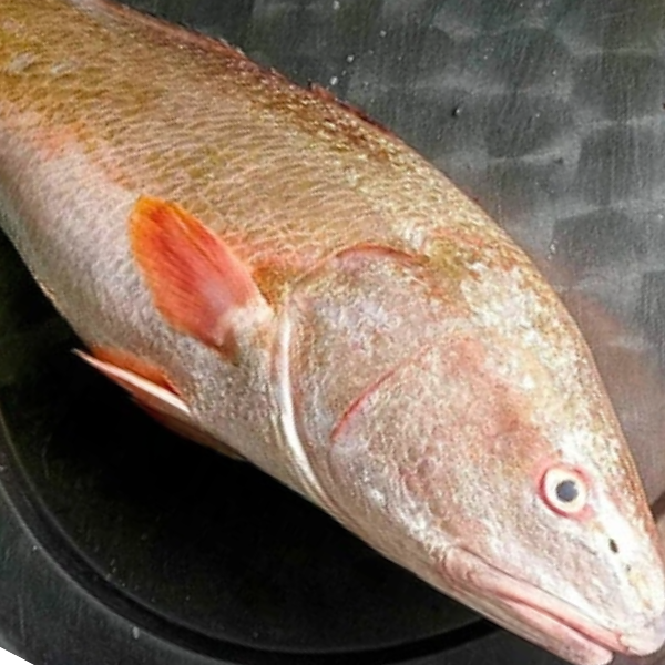 bong bóng cá sủ vàng chất lượng