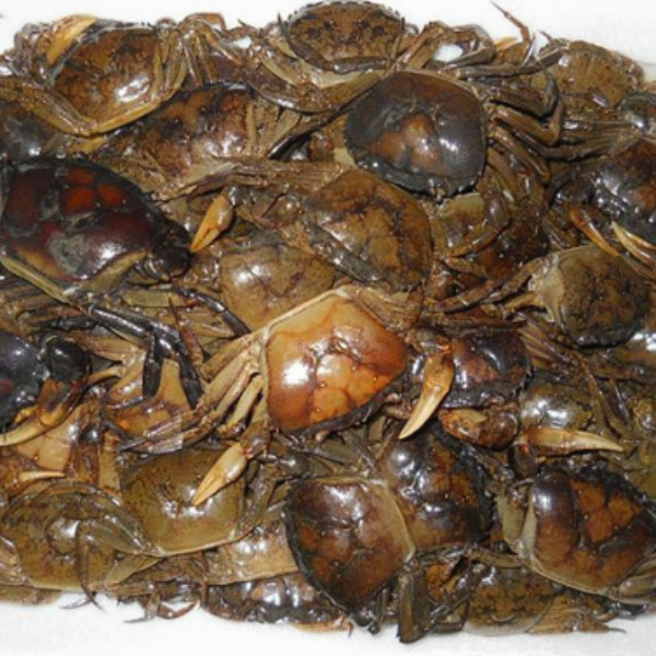 con rạm biển giá sỉ