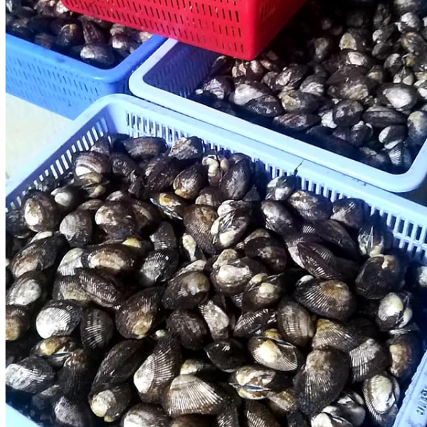 Sò lông nhung chất lượng