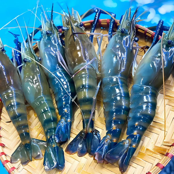 Tôm càng xanh loại 1