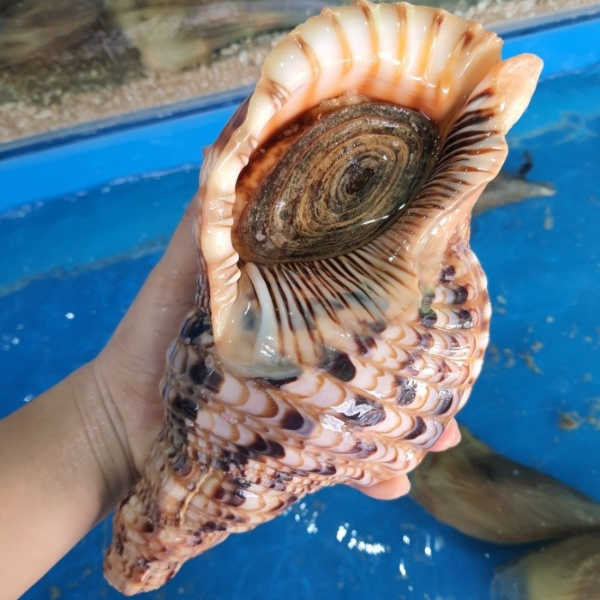Ốc hoàng hậu giá sỉ