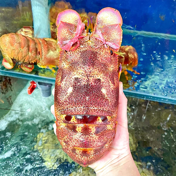 Tôm mũ ni sừng giá sỉ
