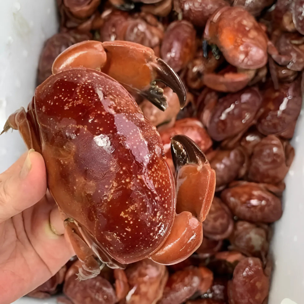 Con cù kỳ đỏ giá sỉ